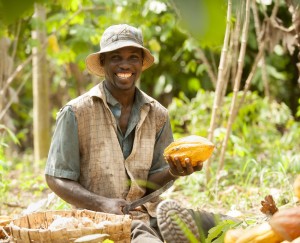 Farmer holding a cocoa pod during harvesting